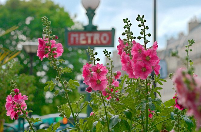 Geheimnisvolle Wildblumen - Blühende Stadtlandschaften - Filmfotos