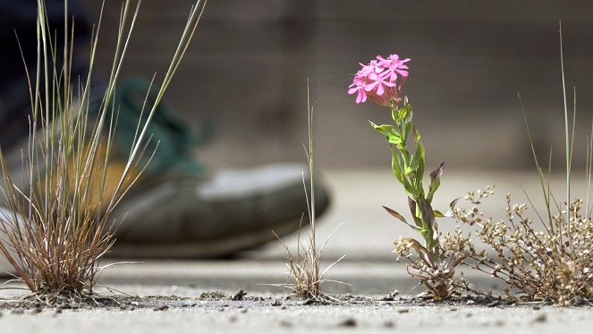 Les Secrets des fleurs sauvages - La Conquête des villes - Van film