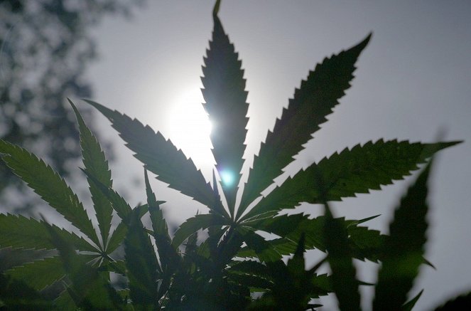 Cannabis : Quand le deal est légal - Van film
