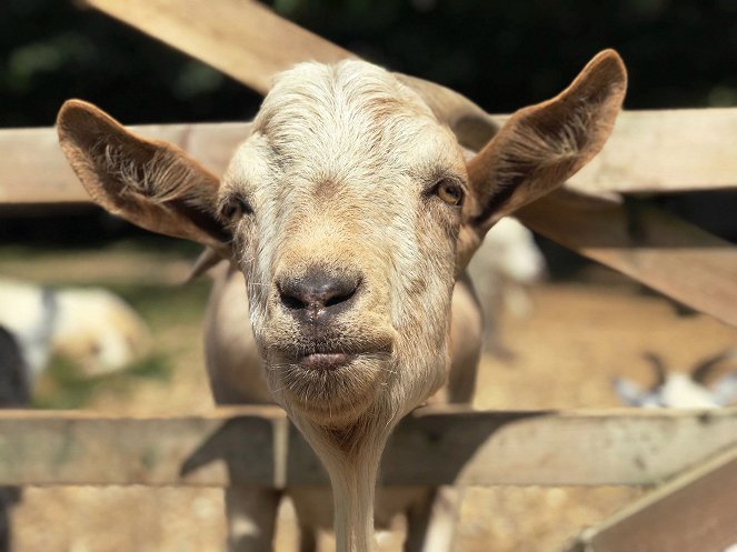Secret Life of Farm Animals - Do filme