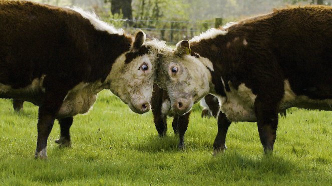 Secret Life of Farm Animals - Van film