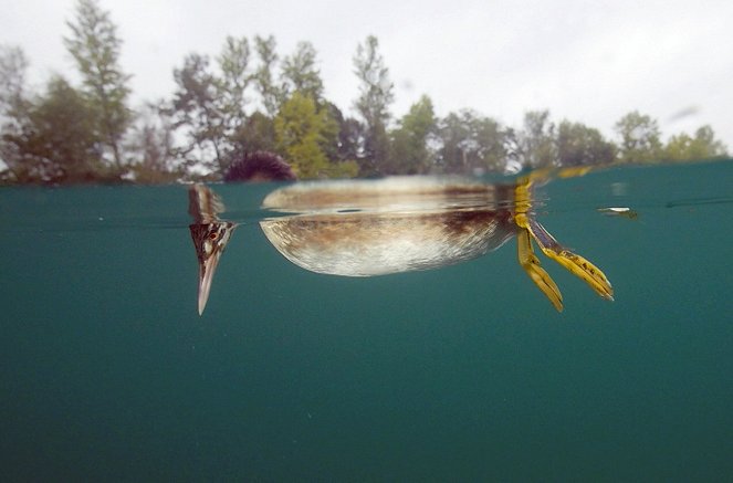 A láthatatlan folyó – Víz alatti világ a Fekete-erdő és a Vogézek között - Filmfotók