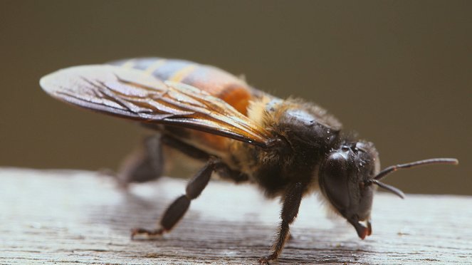 Les Maîtres des abeilles - Van film