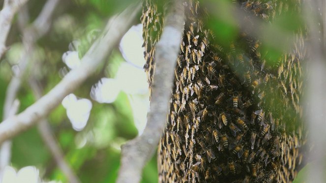 Les Maîtres des abeilles - De filmes