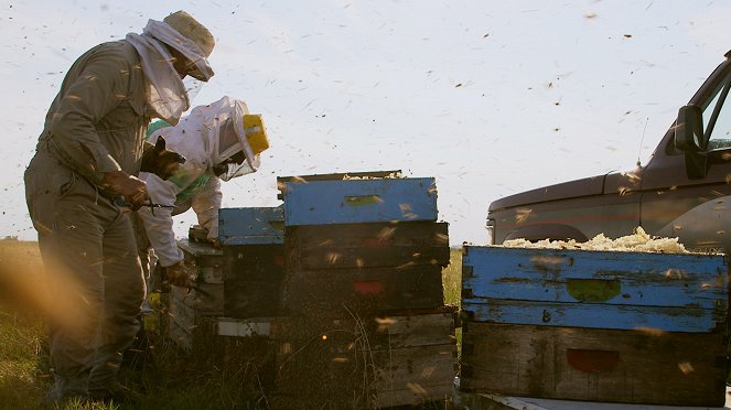 Les Maîtres des abeilles - De filmes