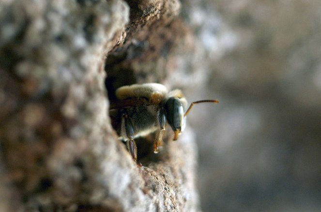 Mistři včelařství - Z filmu