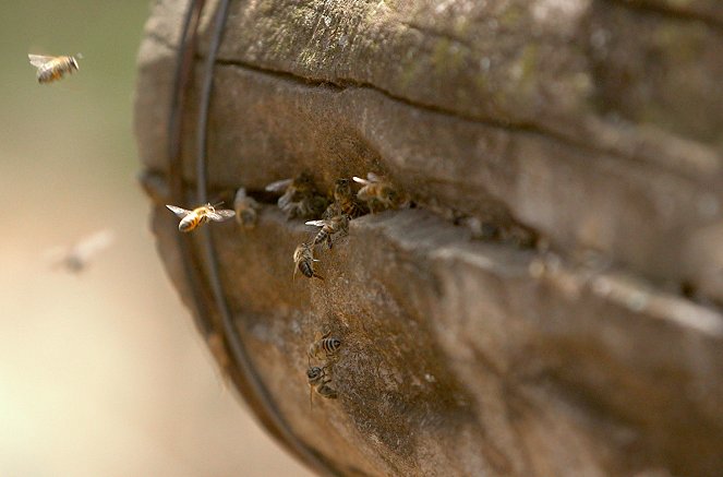 Les Maîtres des abeilles - Van film