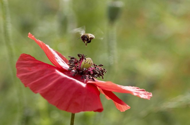 Les Maîtres des abeilles - De la película