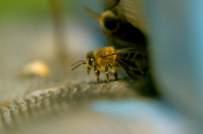 Les Maîtres des abeilles - Filmfotók