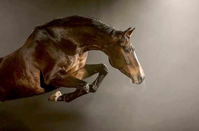 Equus: The Story of the Horse: Origins - De la película