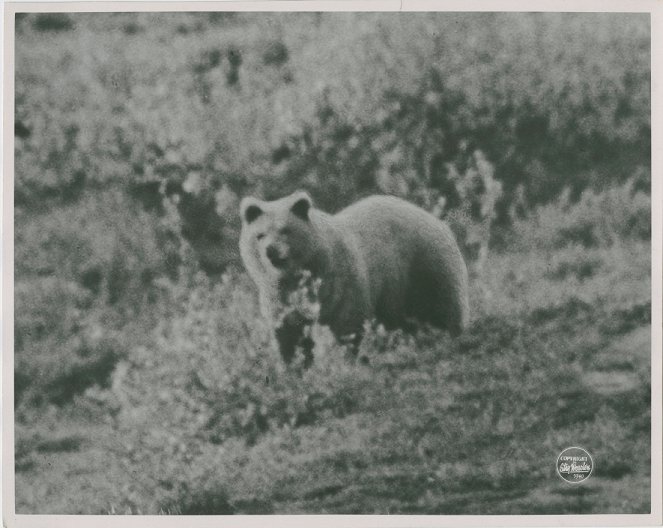 I Lapplandsbjörnens rike - Filmfotos