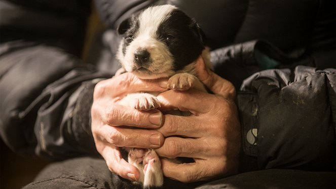 Puppy Secrets: The First Six Months - Van film