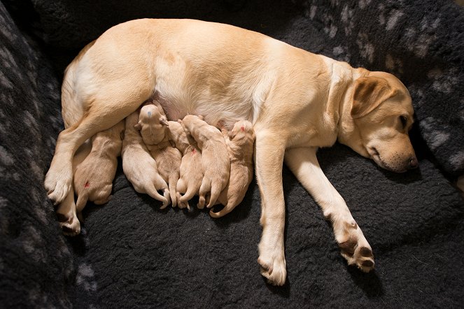 Puppy Secrets: The First Six Months - Photos
