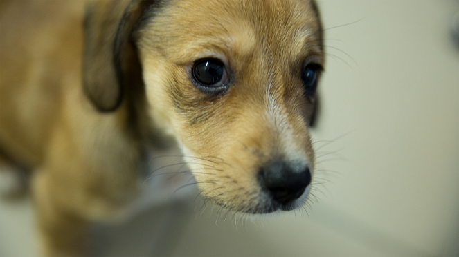 Puppy Secrets: The First Six Months - Photos