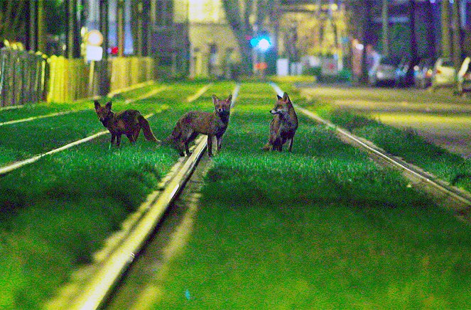 Brüssels wilde Tiere - Gekommen, um zu bleiben - Filmfotos