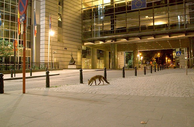 Brüssels wilde Tiere - Gekommen, um zu bleiben - Filmfotos