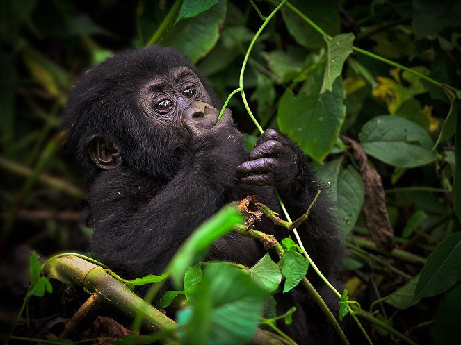 Go za Gorilou - Photos
