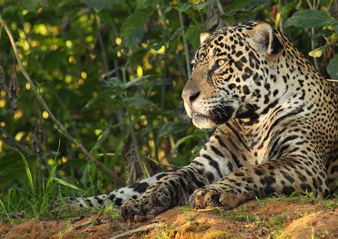 Jaguar: Supercat - Filmfotos