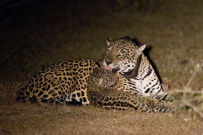 Jaguar: Supercat - Do filme