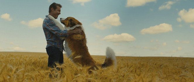 Mes autres vies de chien - Film - Dennis Quaid