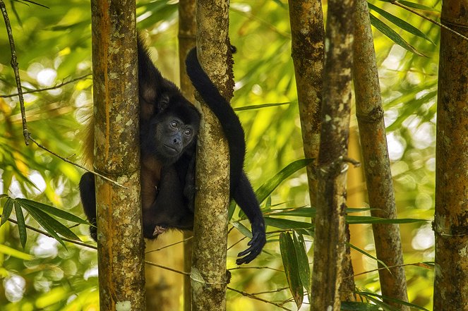 Escape to Costa Rica - Jungle Story - Photos