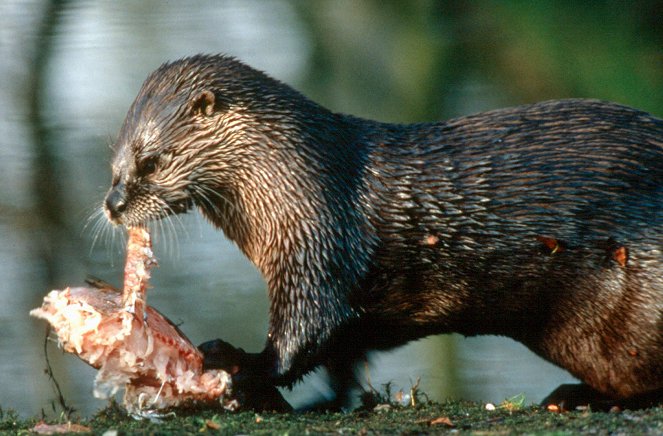 Das Wendland - Niedersachsens wilder Osten - Van film