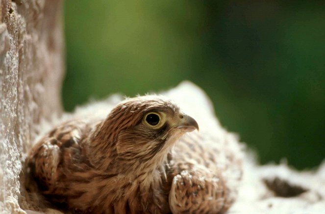 Das Wendland - Niedersachsens wilder Osten - Z filmu