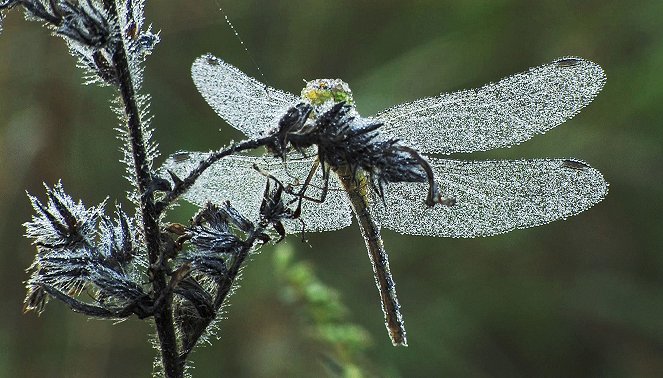 Abenteuer Erde: Im Dschungel der Rheinauen - Z filmu