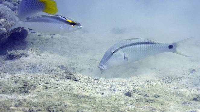 Coral Reef Survivors - Van film