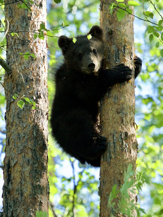 Grizzly Bear Cubs and Me - De la película