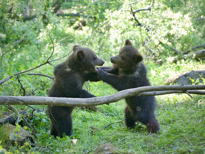 Grizzly Bear Cubs and Me - Van film