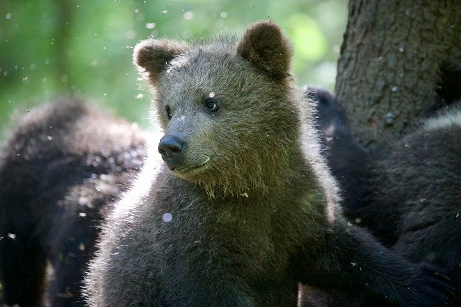 Grizzly Bear Cubs and Me - De la película