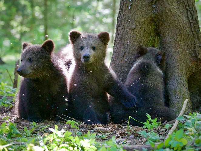 Grizzly Bear Cubs and Me - Do filme