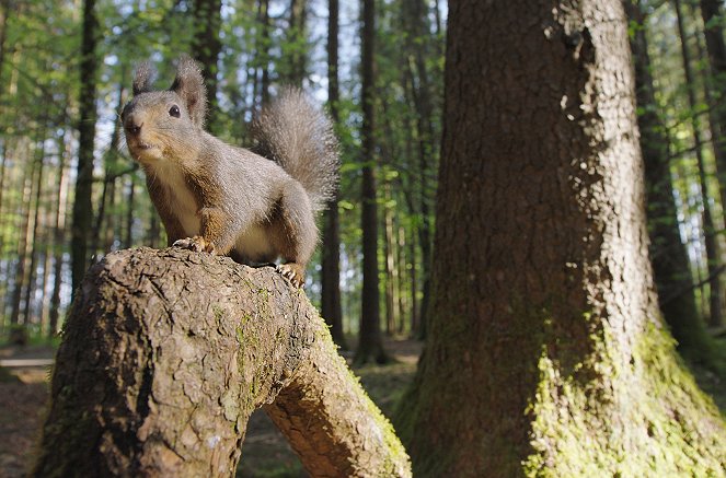 Zbláznení do orieškov - tajný život veveričiek - Z filmu