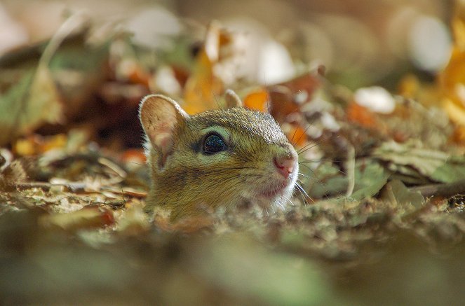 Zbláznení do orieškov - tajný život veveričiek - Z filmu