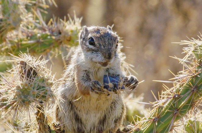 Going Nuts - Tales from the Squirrel World - Photos