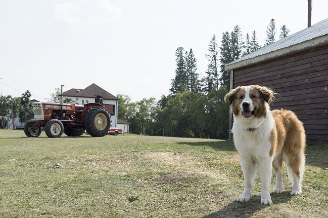 Mes autres vies de chien - Film