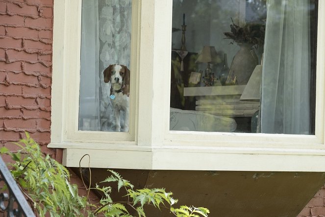 Bailey - Ein Hund kehrt zurück - Filmfotos