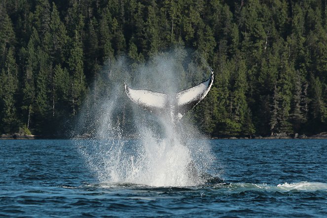Wächter der Wale - Filmfotók