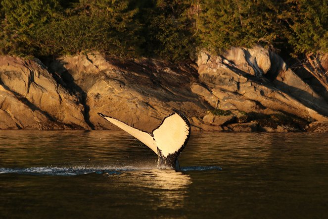 Wächter der Wale - Photos