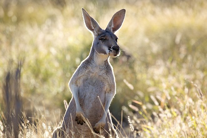 The Natural World - Season 35 - Kangaroo Dundee and Other Animals - Part 1 - De la película