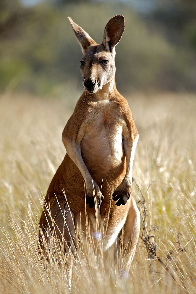 The Natural World - Kangaroo Dundee and Other Animals - Part 1 - Van film