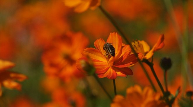 Krajina pro včely - Van film