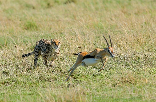 Die fünf Geparde - Gemeinsam durch die Serengeti - Van film