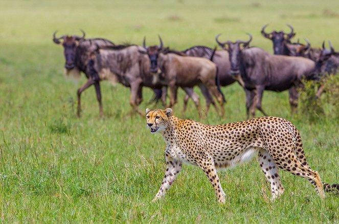 Die fünf Geparde - Gemeinsam durch die Serengeti - Z filmu