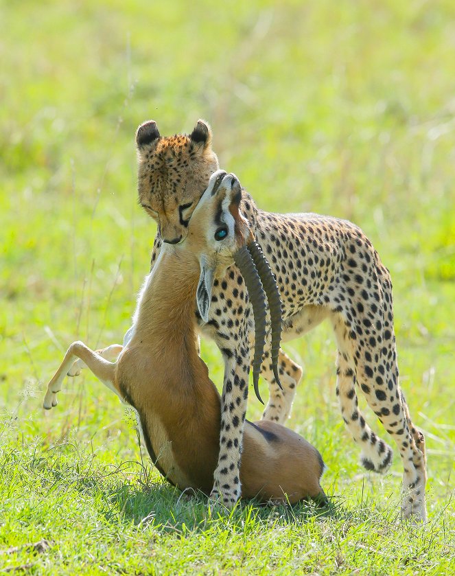 Die fünf Geparde - Gemeinsam durch die Serengeti - Film