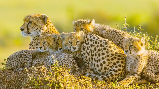 Die fünf Geparde - Gemeinsam durch die Serengeti - De filmes