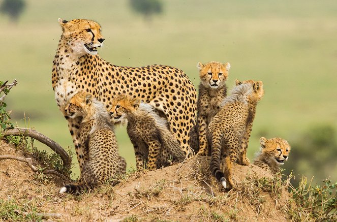 Die fünf Geparde - Gemeinsam durch die Serengeti - De la película
