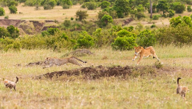 Die fünf Geparde - Gemeinsam durch die Serengeti - Van film