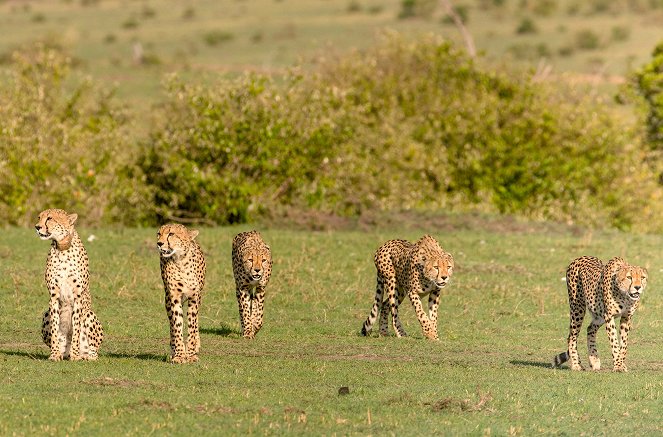 Die fünf Geparde - Gemeinsam durch die Serengeti - Van film